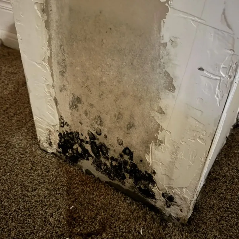 Professional Mold Removal in Evansville, IN